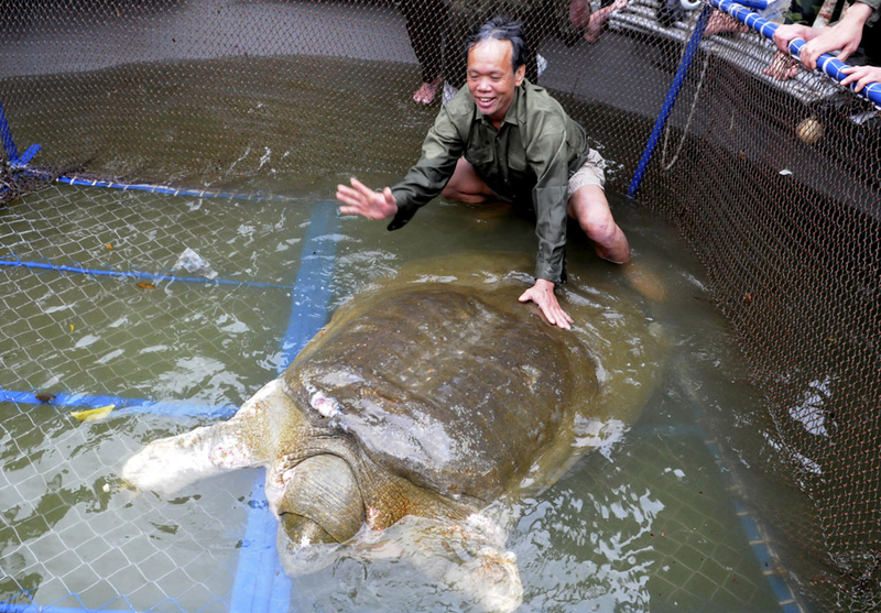 Illustration for article titled It took a few dozen people, including Special Forces soldiers, to capture this sacred giant turtle